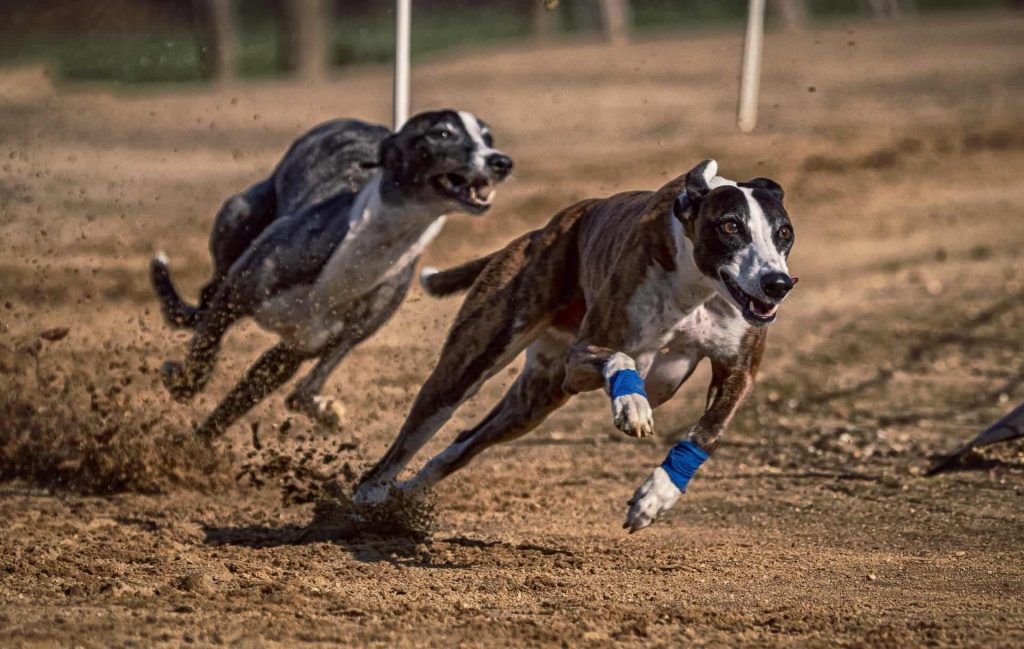 greyhound dog racing