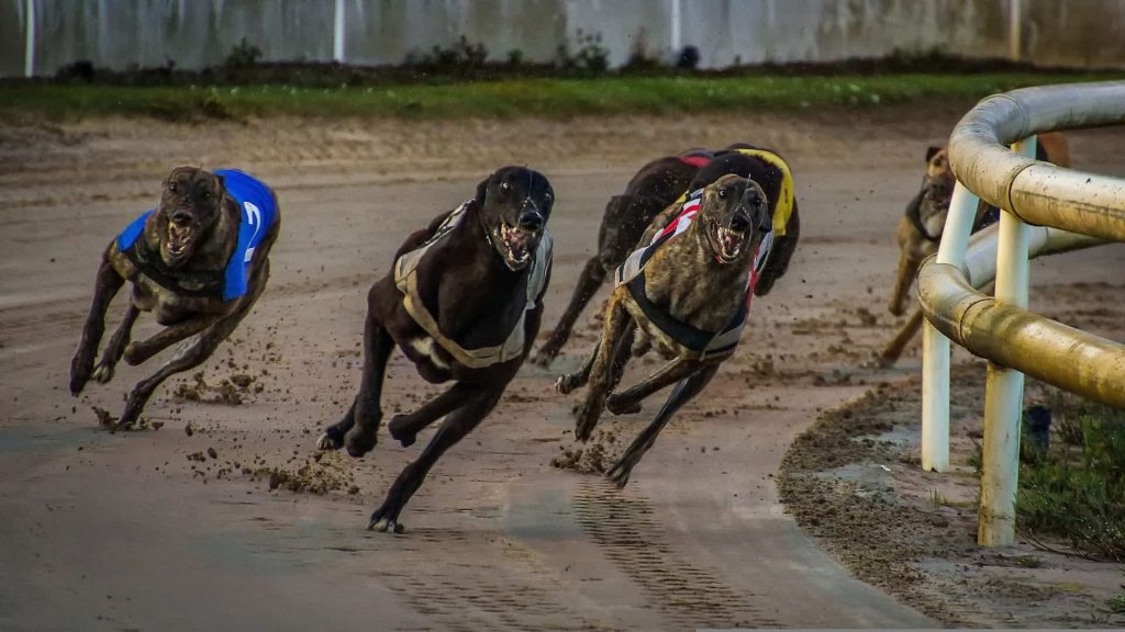 greyhound racing victoria