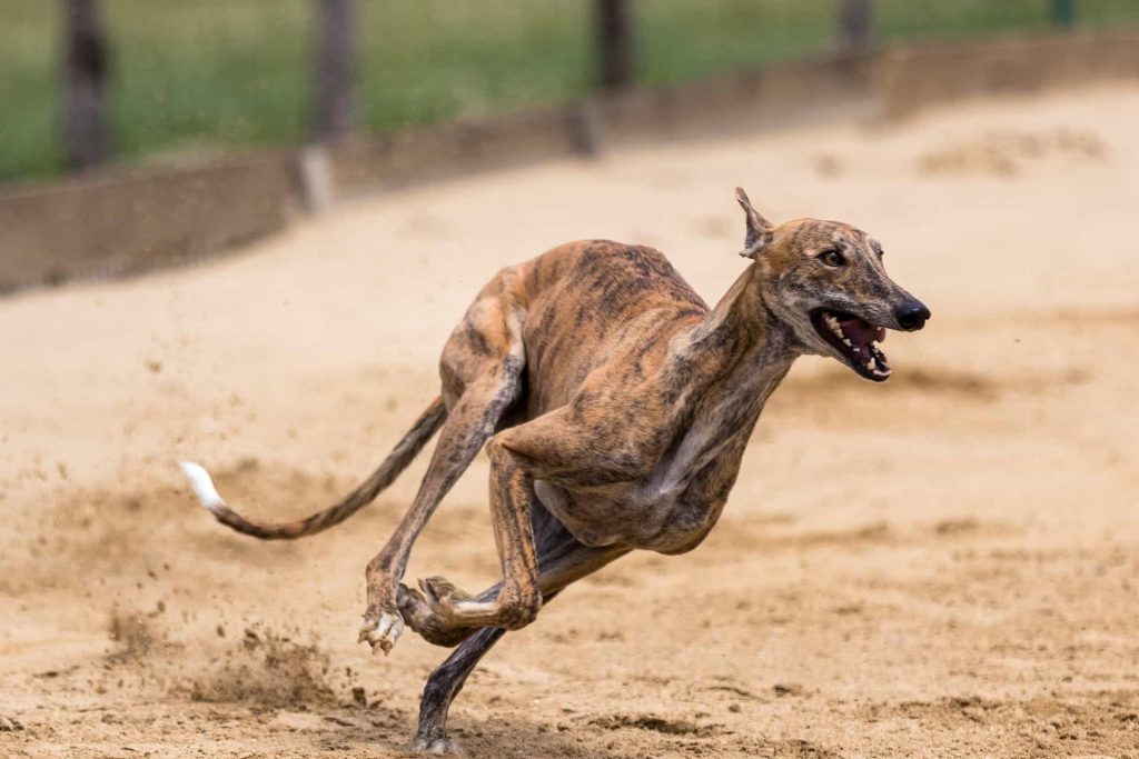 greyhound racing